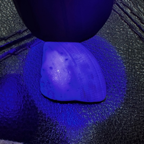 Assorted Seashell Collection - Picture 10 of 12